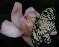 Представляете, в ключевой момент церемонии кто-то открывает большую красивую коробку, из которой вылетает рой красочных разноцветных живых цветов, садятся на руки гостям – тропические бабочки совсем не боятся людей, а больше всего уделяют внимания невесте, ведь на ней самый белый и пышный наряд! Поверьте, этот подарок запомнится надолго! 